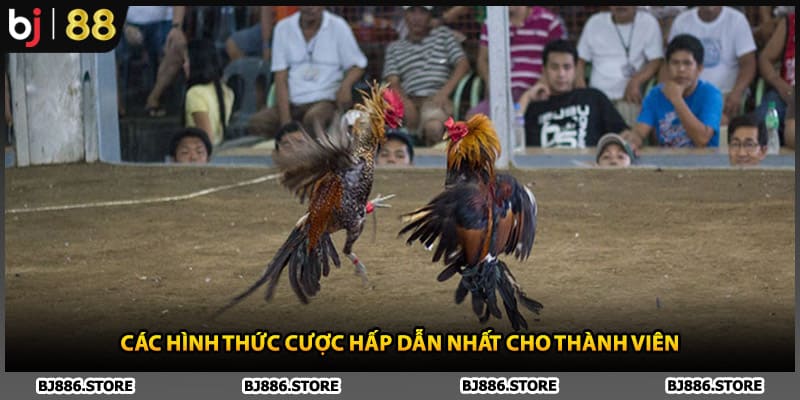 Các hình thức cược hấp dẫn nhất cho thành viên