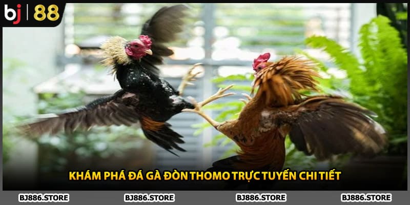 Khám phá đá gà đòn Thomo trực tuyến chi tiết