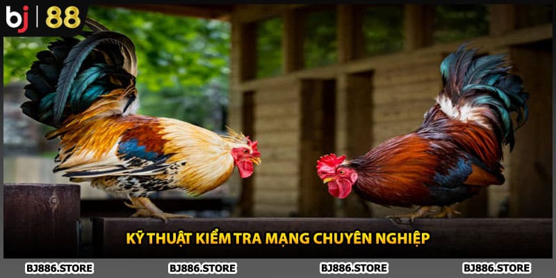Kỹ thuật kiểm tra mạng chuyên nghiệp