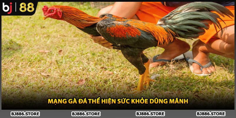 Mạng gà đá thể hiện sức khỏe dũng mãnh