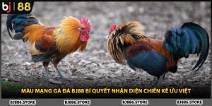 Màu Mạng Gà Đá BJ88 Bí Quyết Nhận Diện Chiến Kê Ưu Việt