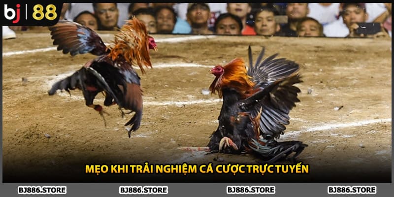 Mẹo khi trải nghiệm cá cược trực tuyến