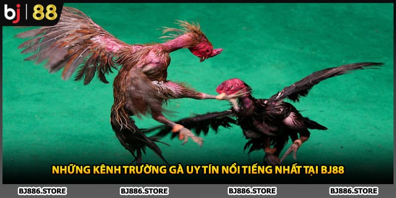 Những kênh trường gà uy tín nổi tiếng nhất tại BJ88