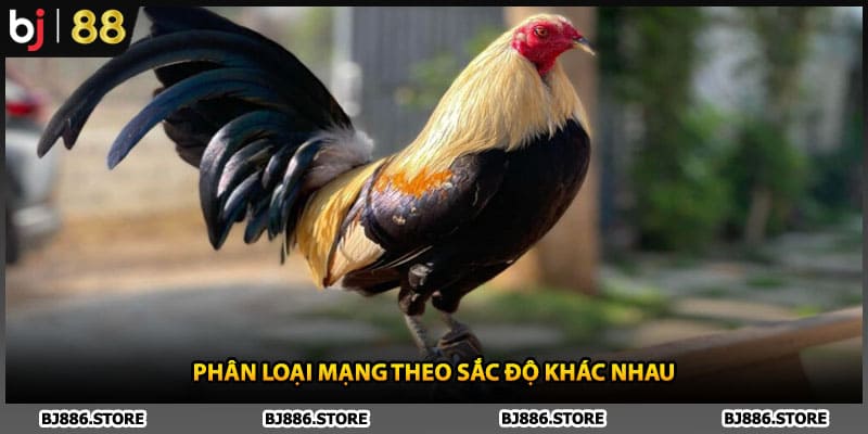 Phân loại mạng theo sắc độ khác nhau