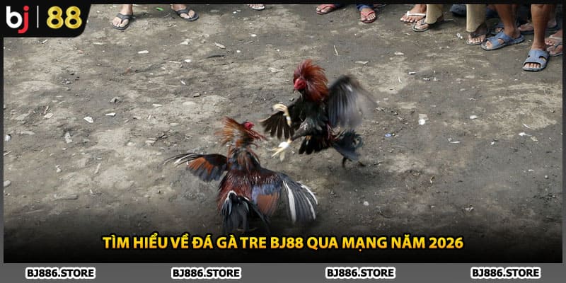 Tìm hiểu về đá gà tre BJ88 qua mạng năm 2026